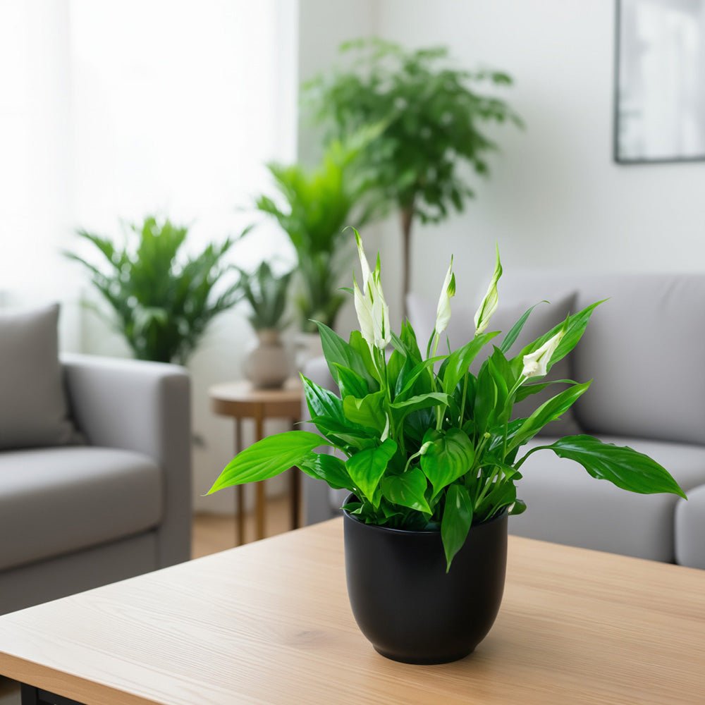 Potted Peace Lily  on a table in a living room with other plants and furniture.