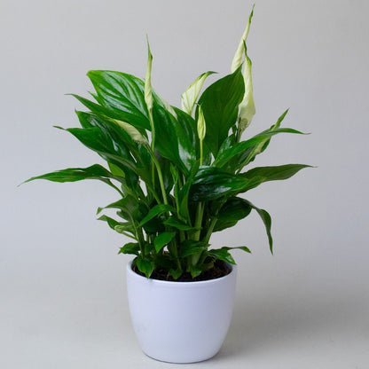 Potted Peace Lily with green leaves in a white pot on a light grey background