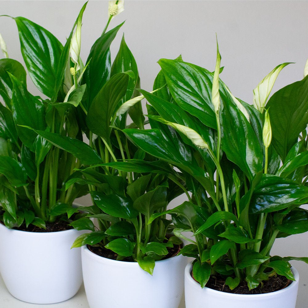 Three potted Peace Lily with green leaves in white pots on a light grey background