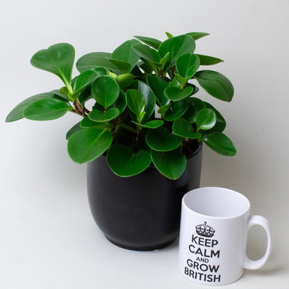 Peperomia Obtusifolia Plant in a black pot next to a white mug.
