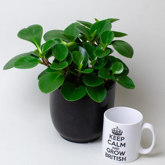 Peperomia Obtusifolia Plant in a black pot next to a white mug.