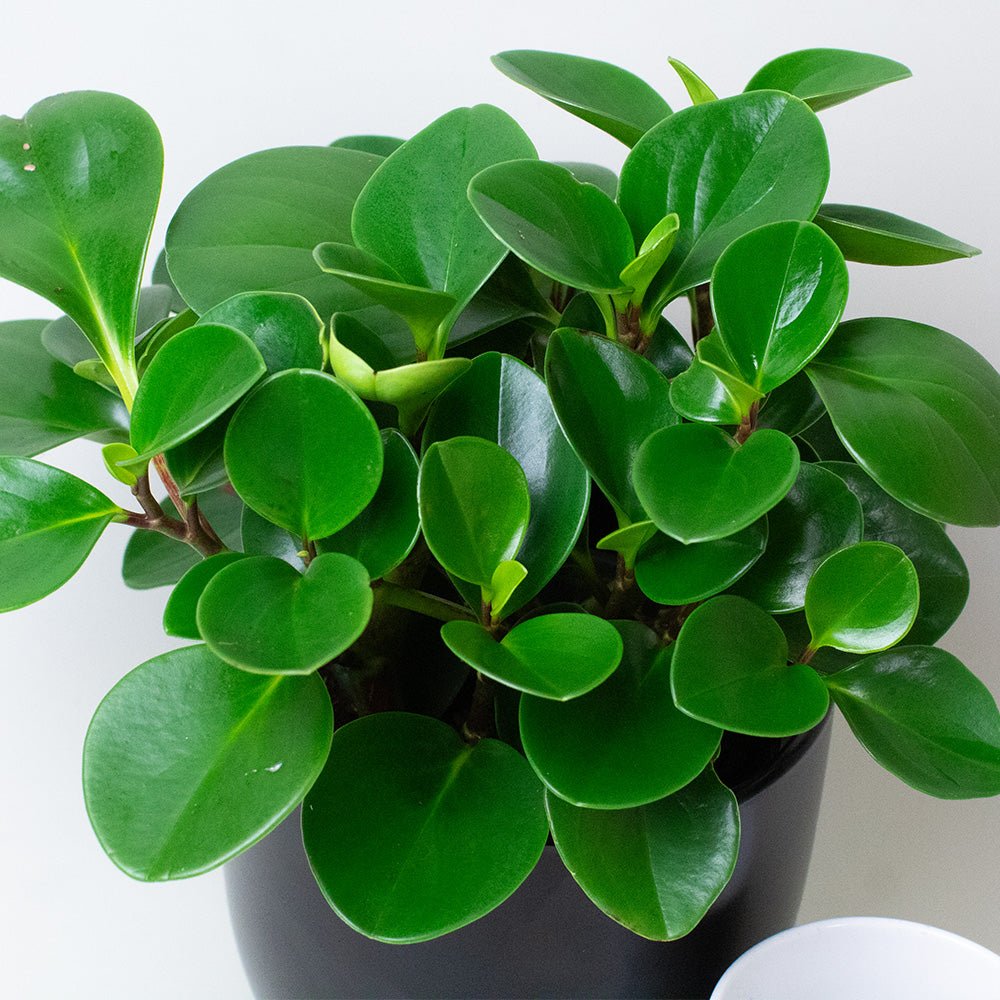 Compact Peperomia Obtusifolia Plant with thick green foliage in a modern black pot.