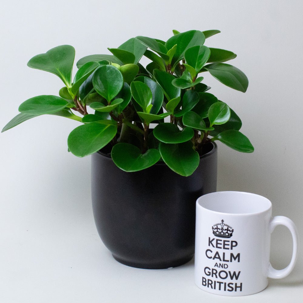 Peperomia Obtusifolia Plant suitable for home décor displayed with size comparison.