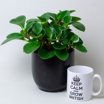 Peperomia Obtusifolia Plant suitable for home décor displayed with size comparison.