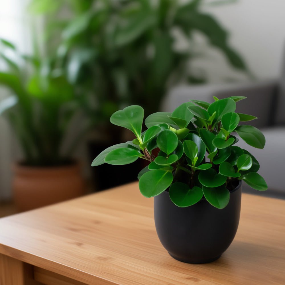 Healthy Peperomia Obtusifolia Plant with glossy green leaves in a decorative pot.