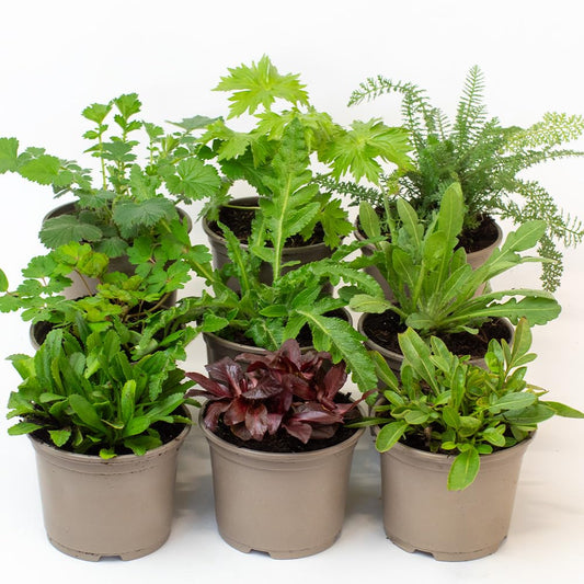 Collection of potted Alpine & Perennial plants on a white background