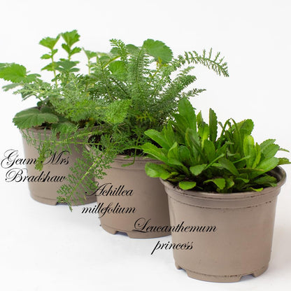 Three potted Alpine & Perennial plants with labels on a white background