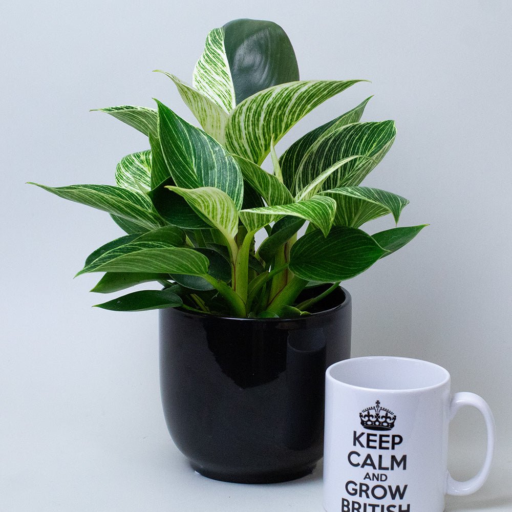 Potted Philodendron Birkin next to a mug with text on a light grey background