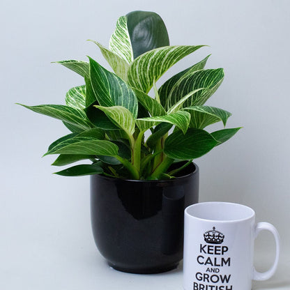 Potted Philodendron Birkin next to a mug with text on a light grey background