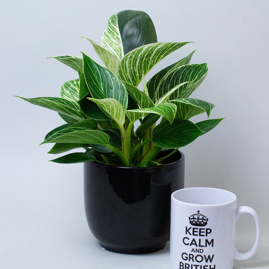 Potted Philodendron Birkin next to a mug with text on a light grey background