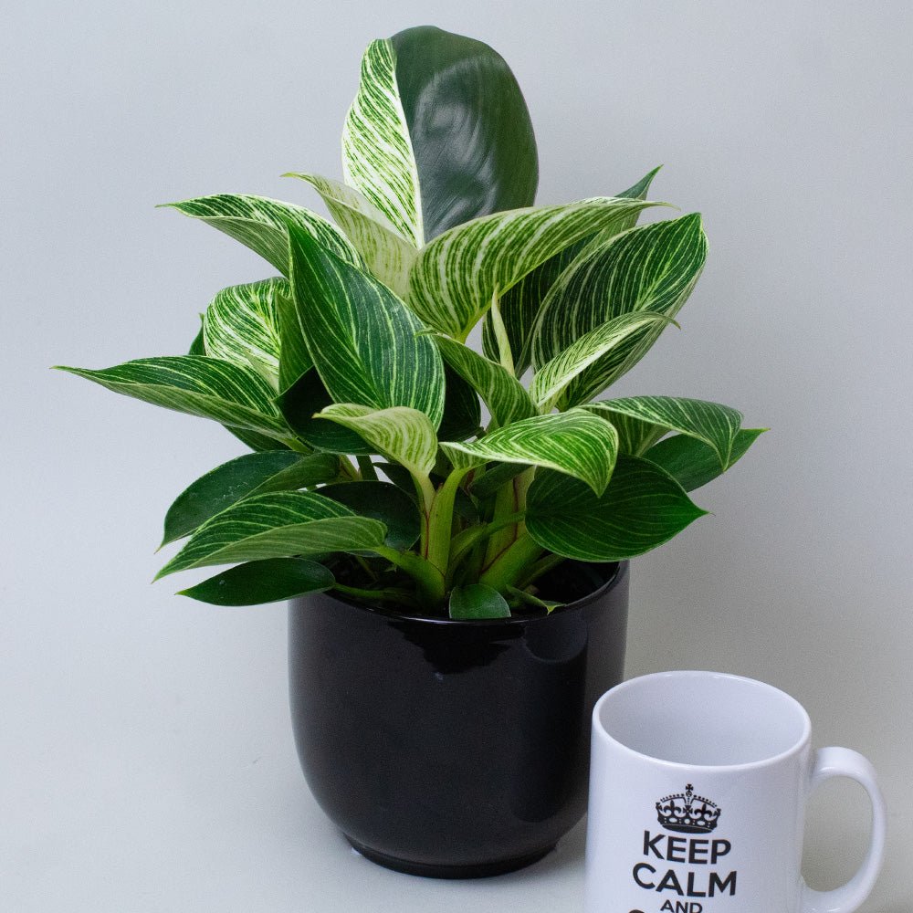 Potted Philodendron Birkin next to a mug with 'Keep Calm' text on a light grey background