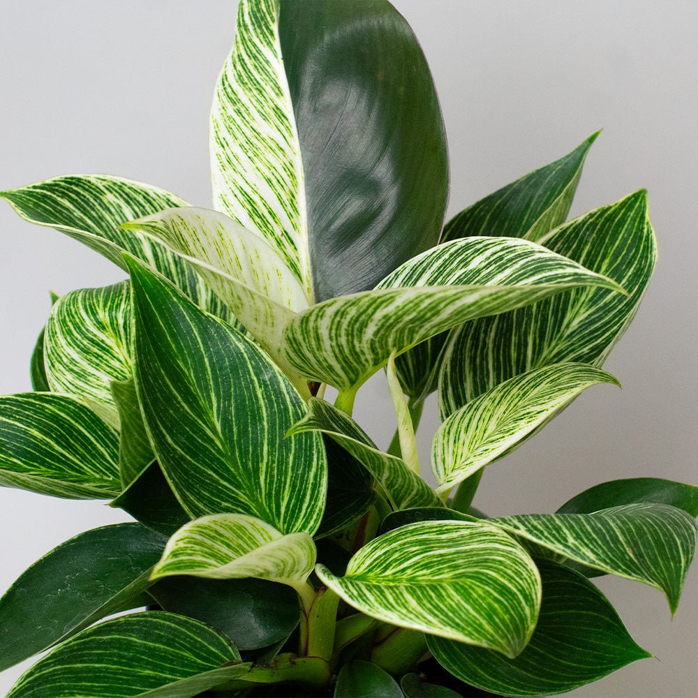 Variegated green and white Philodendron Birkin on a plain background