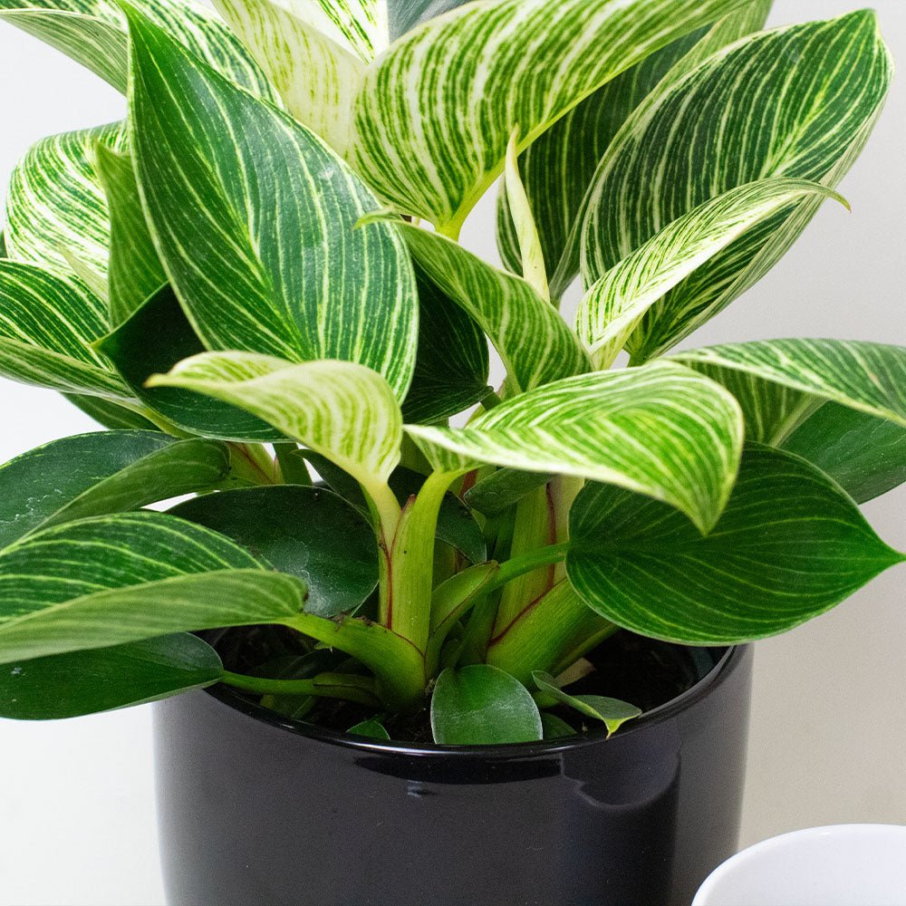 Potted Philodendron Birkin with green and white leaves on a plain background