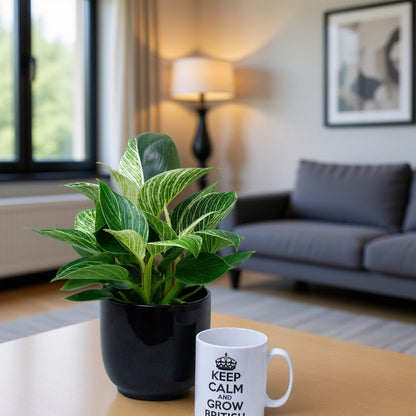 Potted Philodendron Birkin and mug on a table in a living room setting