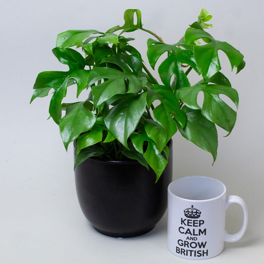 Philodendron Minima houseplant in 13cm pot.