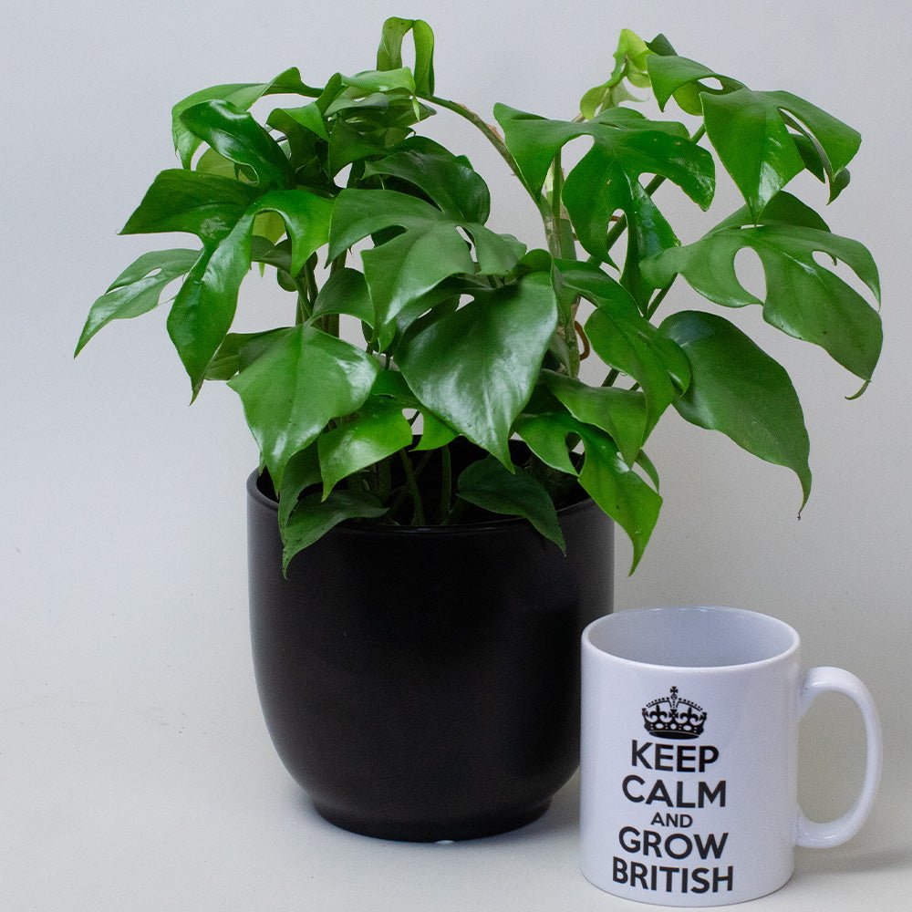 Philodendron Minima potted plant 25–40cm tall.