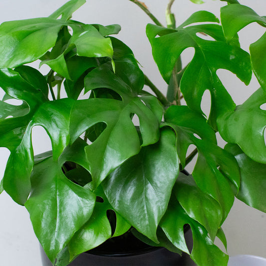 Close-up of Philodendron Minima foliage.