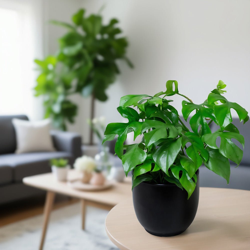 Philodendron Minima showing young split leaves in a living room environment.