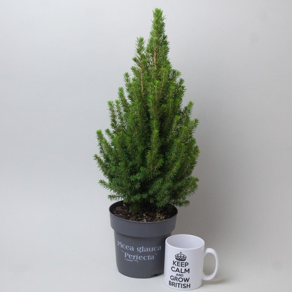 Picea Glauca ‘Perfecta’ live potted Christmas tree in a 15cm grey pot.