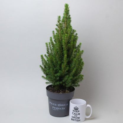 Picea Glauca ‘Perfecta’ live potted Christmas tree in a 15cm grey pot.