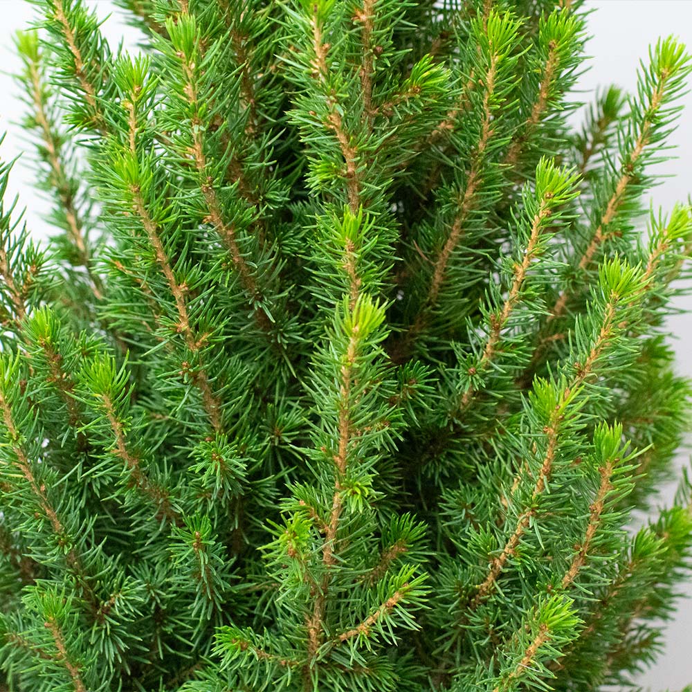 A close up image of Picea Glauca ‘Perfecta’ live potted Christmas tree