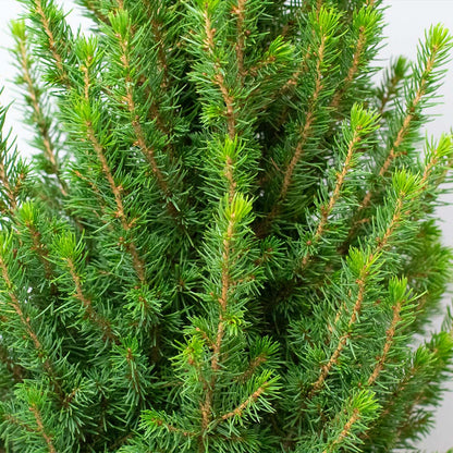 A close up image of Picea Glauca ‘Perfecta’ live potted Christmas tree