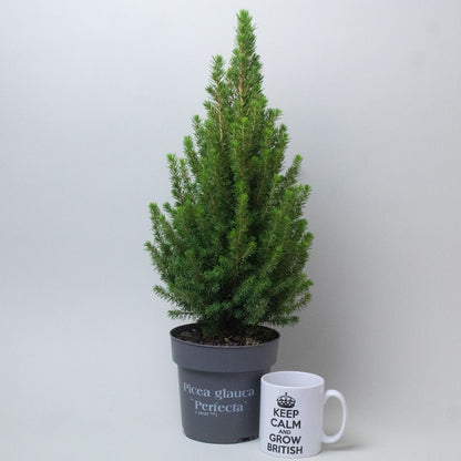 Small live Picea Glauca Christmas tree with dense needles in a plastic pot.