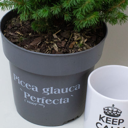 Healthy Picea Glauca plant in a grey pot with a size comparison mug.
