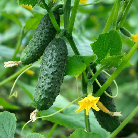 Pickling cucumbers growing on a cucumber plant, with small bumpy green fruits hanging from vines alongside yellow flowers.