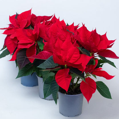 Red poinsettia plants in grey pots with vibrant festive bracts and green foliage.