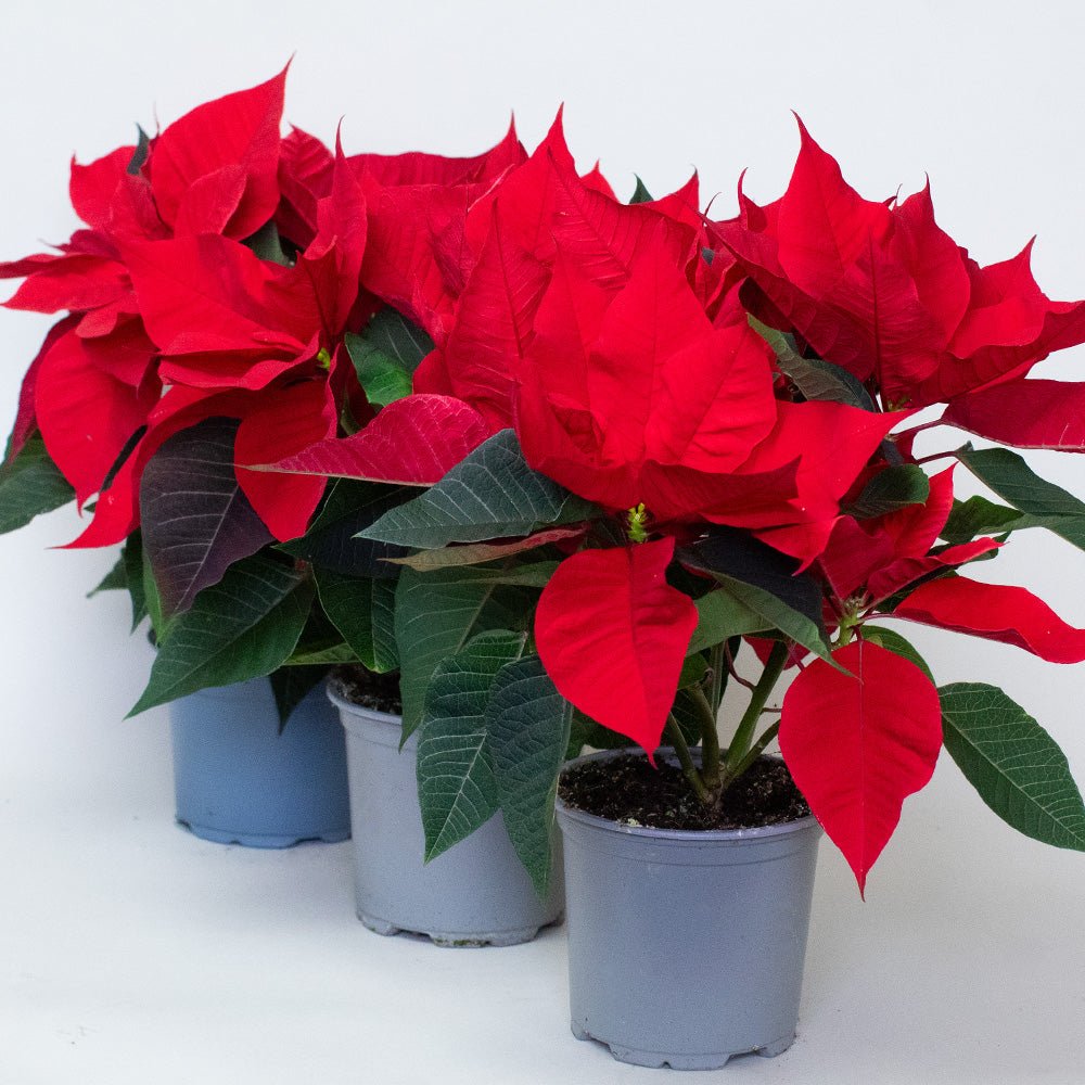 Three red poinsettia plants in grey plastic pots with vibrant bracts and green foliage.