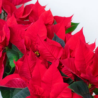 A close up image of three red poinsettia plants in grey plastic pots with vibrant bracts and green foliage.