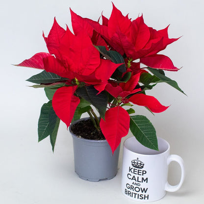 Red poinsettia plants in grey plastic pot next to cup.