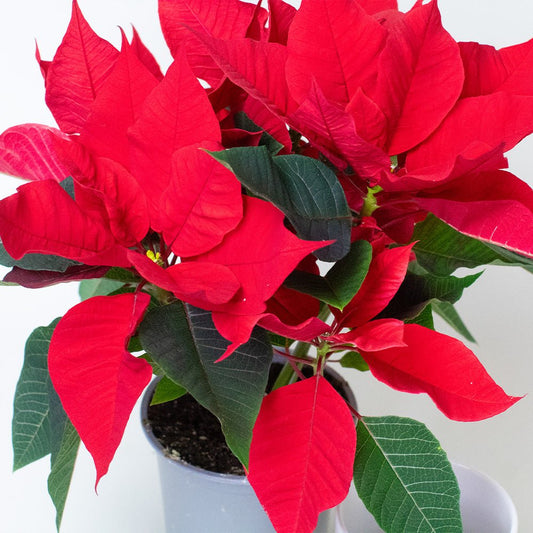 Close-up of a red poinsettia plant with vibrant bracts and green leaves in a plastic pot.
