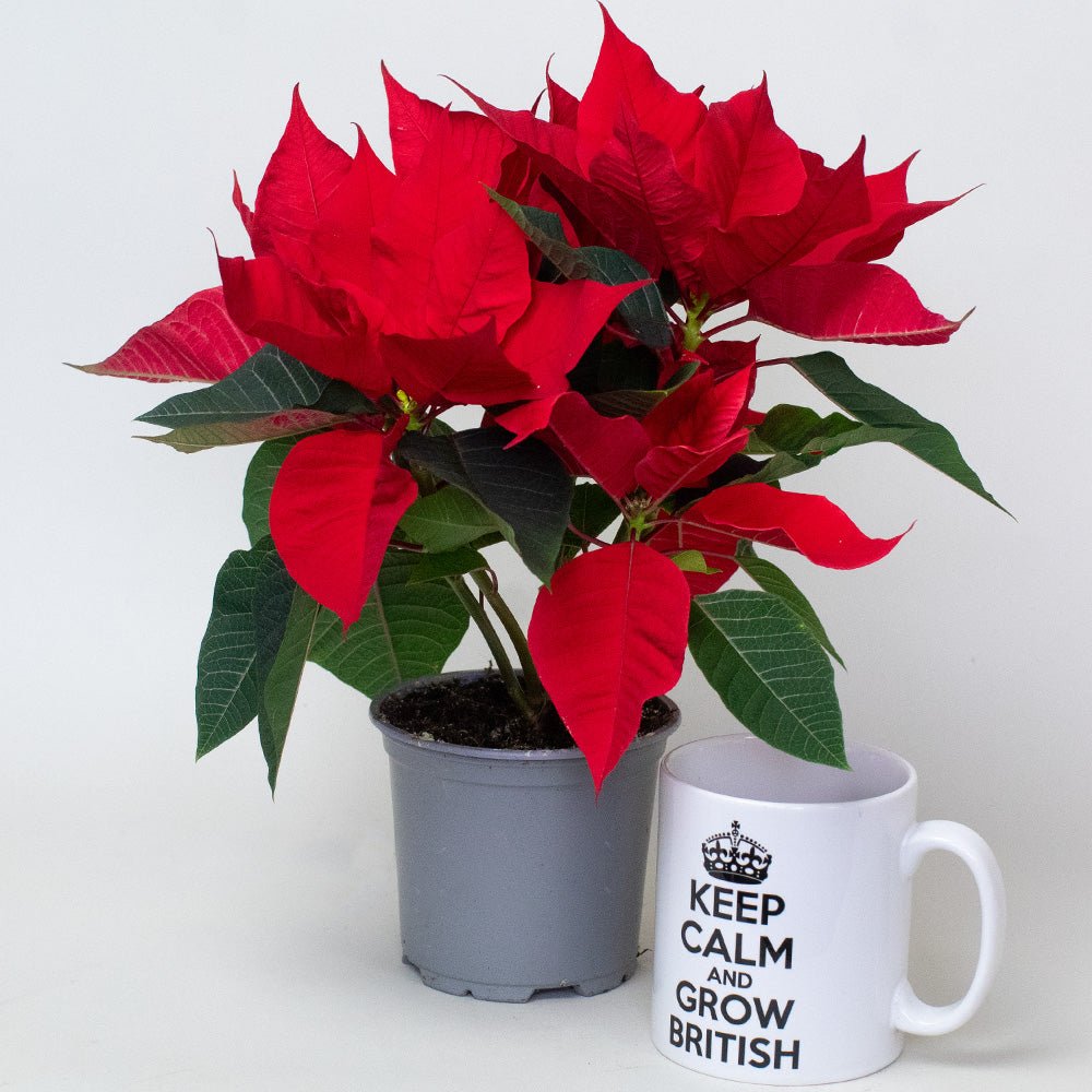 Red poinsettia plant in a grey pot beside a mug, showing vibrant bracts and green foliage.