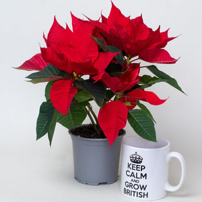 Red poinsettia plant in a grey pot beside a mug, showing vibrant bracts and green foliage.