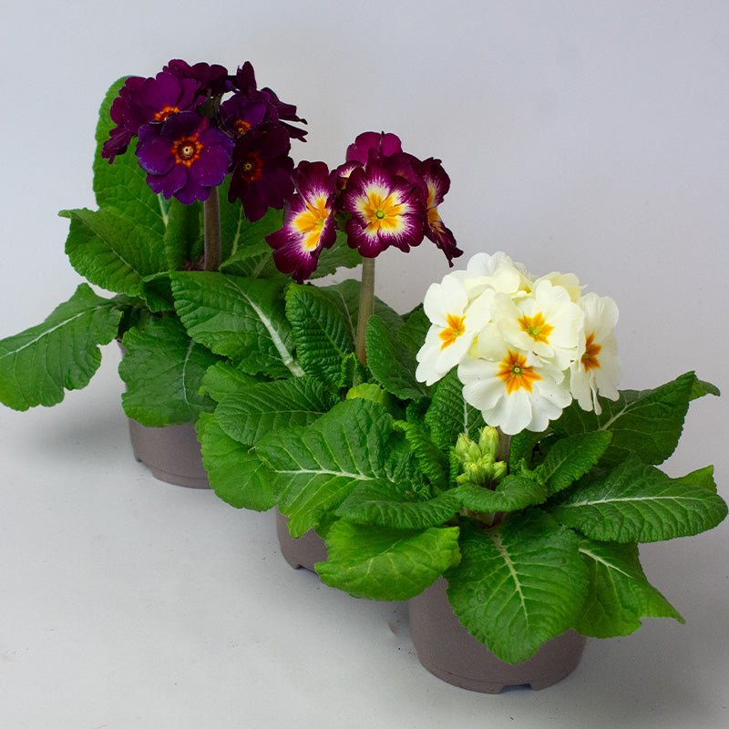 Three potted Polyanthus plants with purple and white flowers on a light gray background