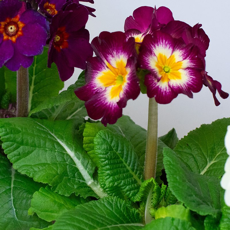 Close-up of purple and yellow Polyanthus flowers with green leaves on a white background