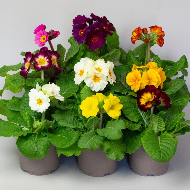 Colourful potted Polyanthus flowers with green leaves on a white background
