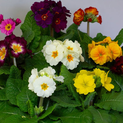 Colourful Polyanthus flowers including purple, white, yellow, and orange with green leaves on a light background