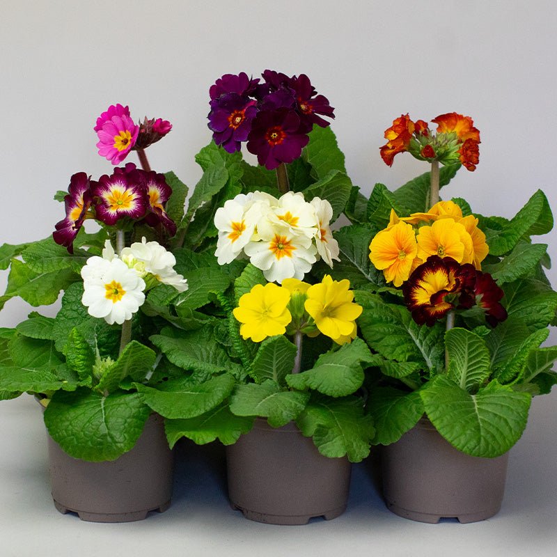 Collection of potted Polyanthus flowers in various colours on a neutral background