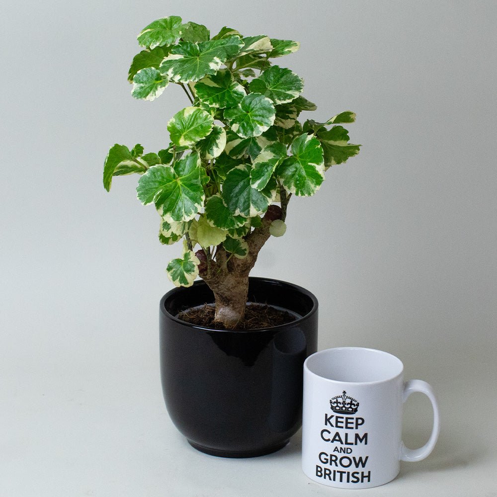 Polyscias Balfouriana next to a mug with 'Keep Calm and Grow British' text on a light grey background