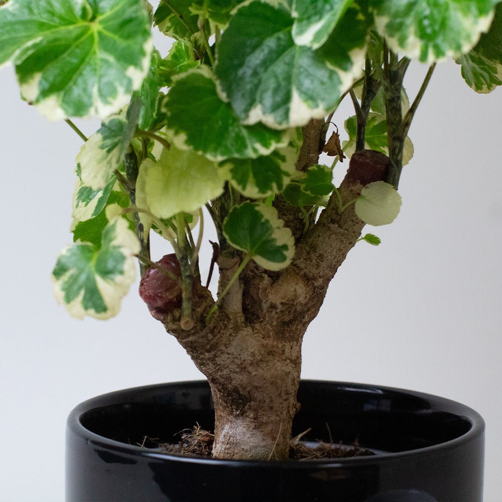 Potted Polyscias Balfouriana with variegated leaves in a black pot on a light background