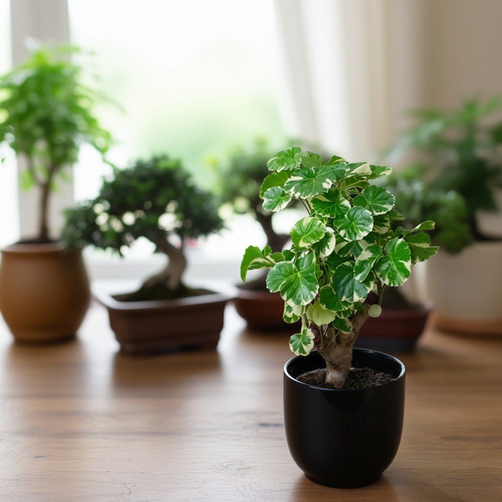 Potted Polyscias Balfouriana on a wooden surface with a blurred background