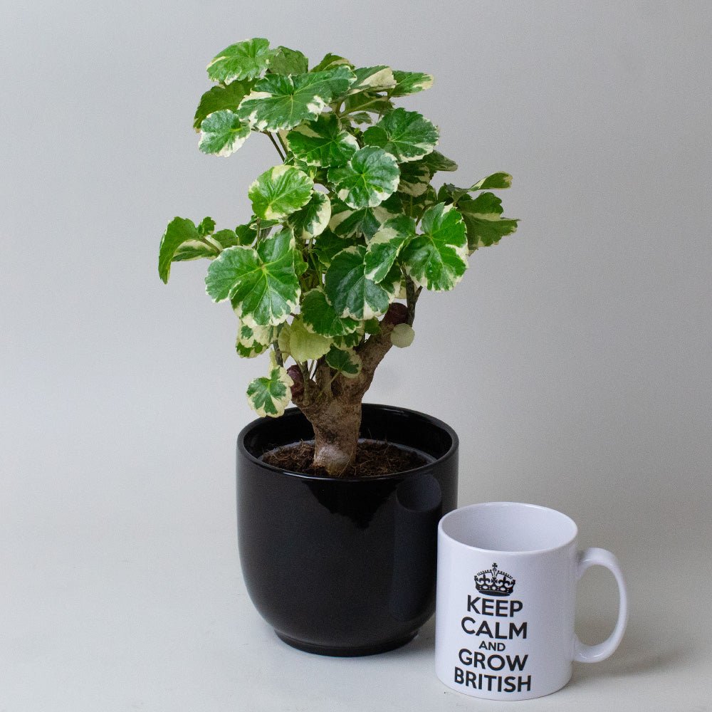 Potted Polyscias Balfouriana next to a mug with 'Keep Calm and Grow British' text on a grey background