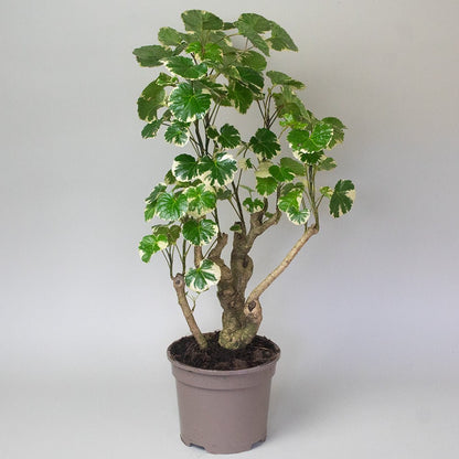 Potted Polyscias Plant Polyscias Balfouriana with green leaves on a plain background
