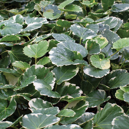 Close-up of Polyscias Plant Polyscias Balfouriana green leaves with variegated edges