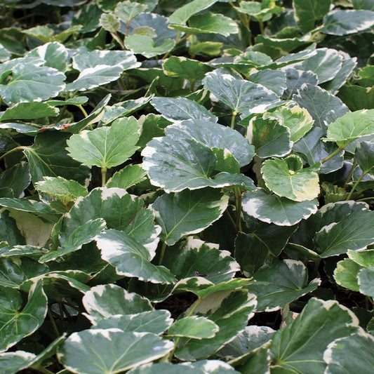 Close-up of Polyscias Plant Polyscias Balfouriana green leaves with variegated edges