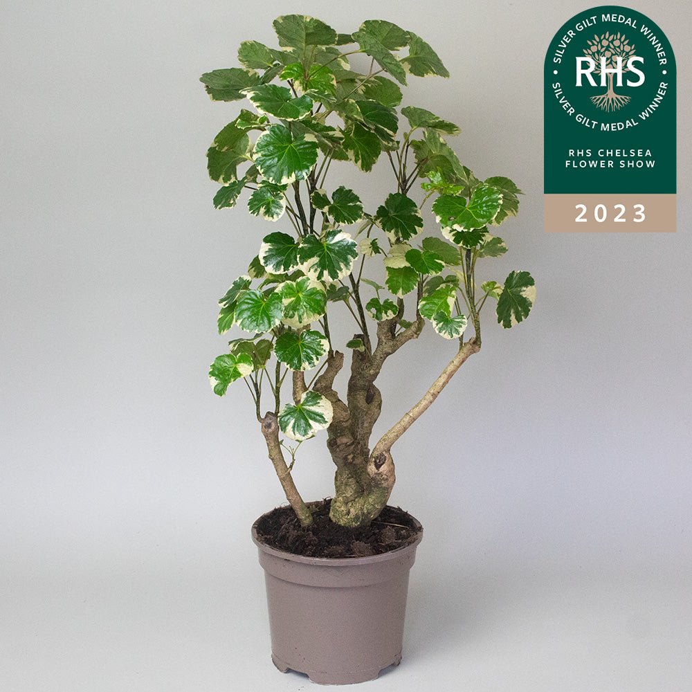 Potted Polyscias Plant Polyscias Balfouriana with green leaves on a white background, featuring the RHS Chelsea Flower Show 2023 badge.
