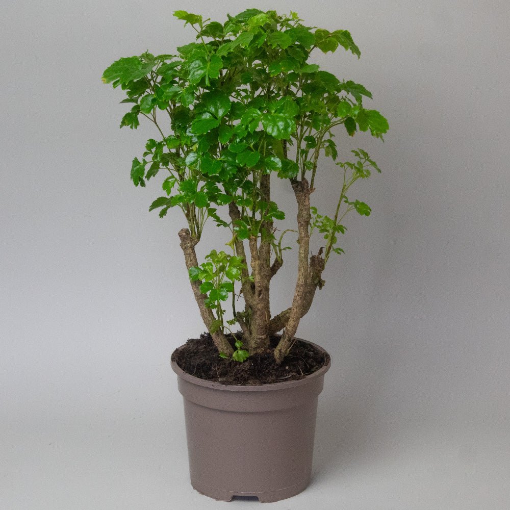 Potted Polyscias Plant Polyscias Butterly with green leaves on a plain background